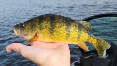 Private Full Day Fishing Trip on Cass Lake or Lake Bemidji 