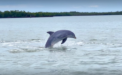 Marco Island Dolphin Tour | 3 Hour