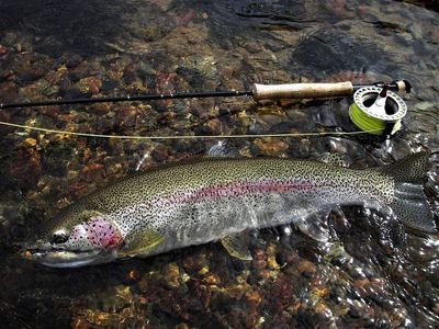 Goodnews River Fishing Rates