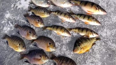 Private 3 To 8 Hour Panfish & Game Fish Trips 