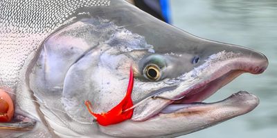 Shared Alaska Pink Salmon Fishing Trips