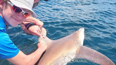 Shark Encounter: 4-Hour Thrill Ride in Panama City Beach, FL