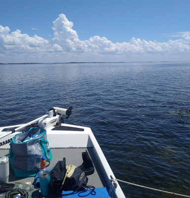 Homosassa Fishing | Private - 4 Hour Scalloping Trip 