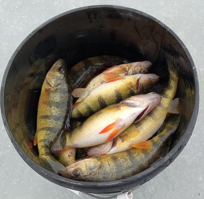 Non-Stop Perch Fishing Adventure | 5 HR Private Trip