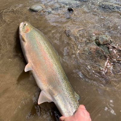 Kenai River Fishing Salmon Fishing | 6 Hour Trip