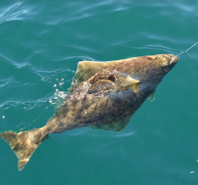 Pacific Halibut Fishing Trip