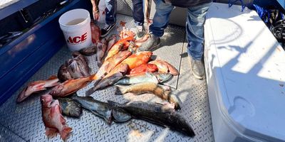 10 HR Deep Water Rockfish Shared Trip