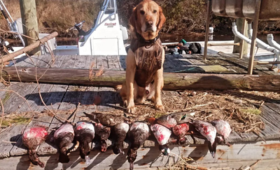 Outer Banks Waterfowl | 6 Hour Hunting Trip 