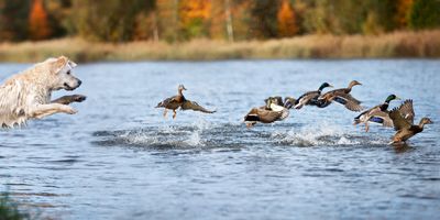 Hunts in Maine | Bird Hunting Trip