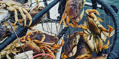 Bodega Bay Dungeness Crab (Shared Trip)