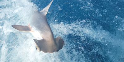 Fort Lauderdale Fishing Charters	