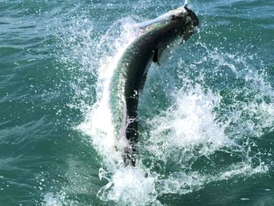 Islamorada Fishing Charters - Premier Tarpon Fishing 