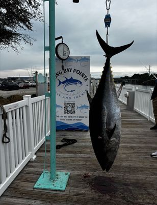 Private 8 Hour Winter Bluefin Tuna Fishing Trip 