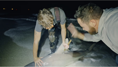 24 Hour Florida Shark Fishing - St Pete Beach