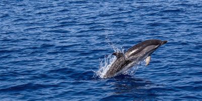 Dolphin Tour Panama City Beach | 4 Hour Cruise