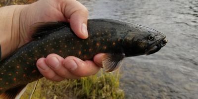 8 HR Aishihik River Fishing Trip