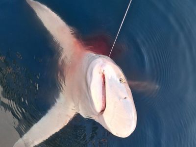 Panama City Beach (Florida) Fishing Charters | 4-Hour "Sharks" Private Fishing Trip 