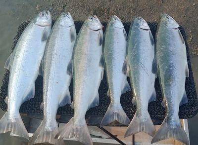 Kenai Fishing - Red Salmon