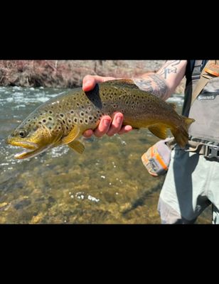 Provo River Fly Fishing Guides | 4 Hour Wade Fishing On The Provo River