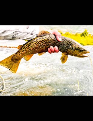 Utah Fishing Guide | 4 Hour Wade Fishing On The Provo River