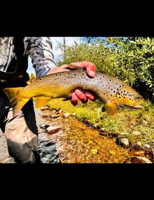 Fishing Guide Utah | 8 Hour Wade Fishing Trip