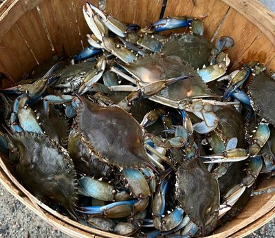 7 Hour Trip in Chesapeake Bay – Crabbing