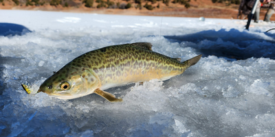 Private 5 Hour Ice Fishing Trip