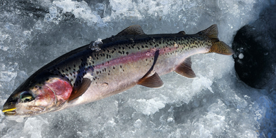 Private 8 Hour Ice Fishing Trip 