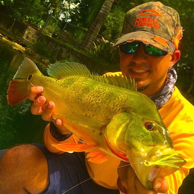 Miami Full Day Peacock Bass Fishing