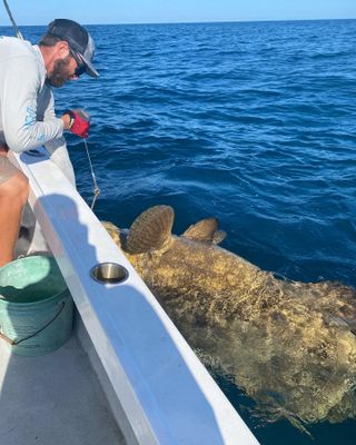 Seasonal Goliath Grouper Fishing Charters