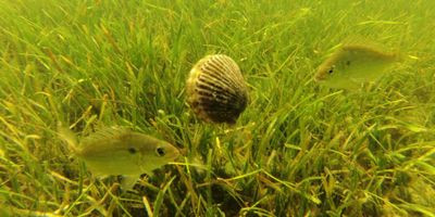 Scalloping at Crystal River | Private 4 Hour Morning or Afternoon Scalloping Trip