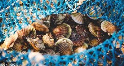 Port Saint Joe, FL Half Day Scallop Trip