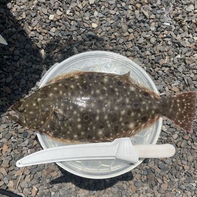 New Jersey Flounder Fishing | Half Day Charters