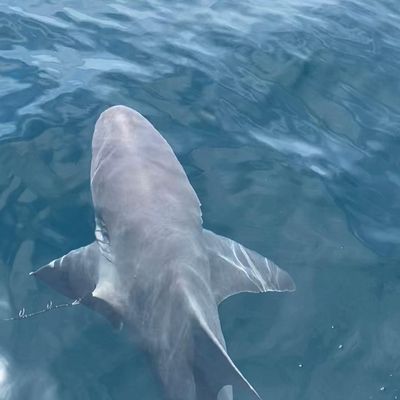 Panama City Beach Shark Fishing! 