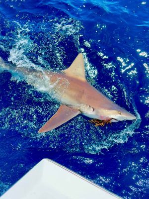 Charter Fishing Fort Lauderdale | Private - 4 Hour Trip