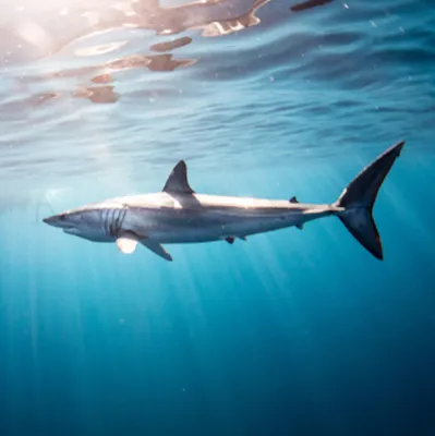 Fishing Charters in Montauk NY | 10 HR Private Shark Charter Trip