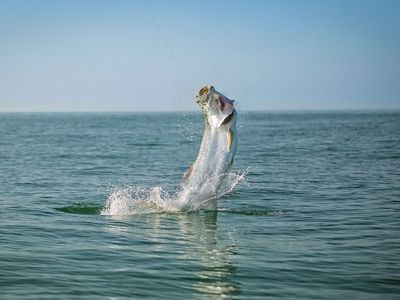 The Tarpon Trail