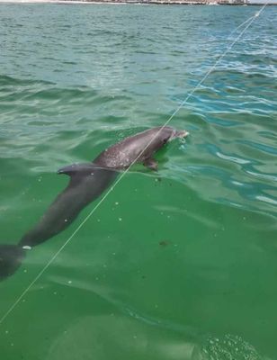 4 Hour Dolphin Or Sunset Cruise 