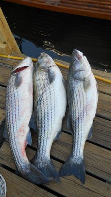 Port Chester, NY Night Bass Fishing Trip