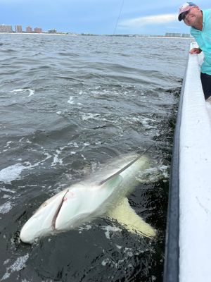 4 Hour Shark Trip in Orange Beach, AL