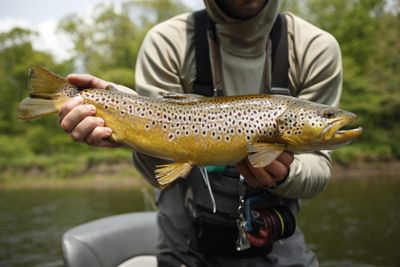 Streamer Fly Fishing Pennsylvania