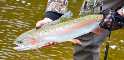 Steelhead Fishing Erie PA