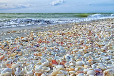 Florida Shelling | 3 To 6 Hour Charter Trip 