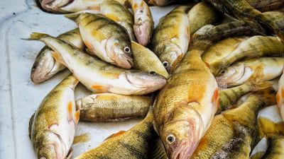 Drummond Island Fishing - Perch Fishing