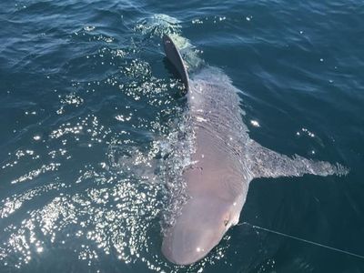 Fishing in Panama City Beach | 4HRS Shark Fishing