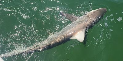 Charter Fishing In Tampa Bay Florida - 6 Hour Shark Fishing Adventure. 