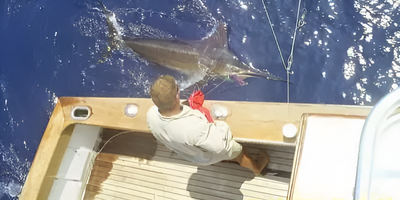 Port Isabel Fishing Charters | Shark Fishing Adventure 