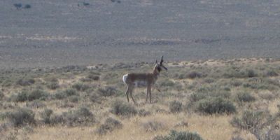 Nevada Pronghorn Antelope Hunt