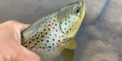 Pennsylvania Fly Fishing | 4 Hour Charter Trip 