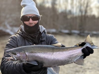 Steelhead Trip